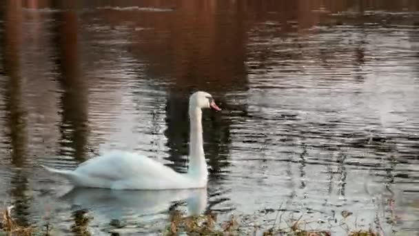 Swan koupání na řece 4k — Stock video