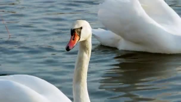 Swan simning på floden 4k — Stockvideo