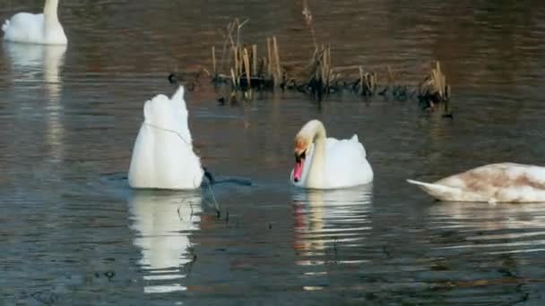 Swan κολύμπι στον ποταμό 4k — Αρχείο Βίντεο