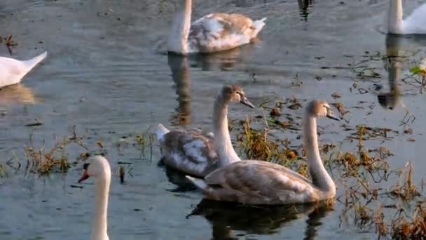 Swan swiming on river 4k — Stock Video