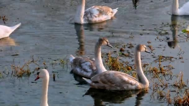 Cisne nadando en el río 4k — Vídeo de stock