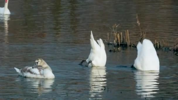 Swan koupání na řece 4k — Stock video