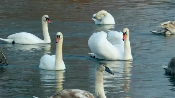 Cygne nageant sur la rivière 4k 