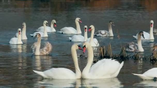 Swan swiming on river 4k — Stock Video