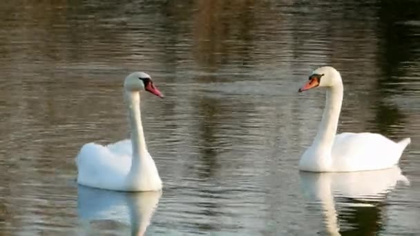 Cisne nadando en el río 4k — Vídeos de Stock