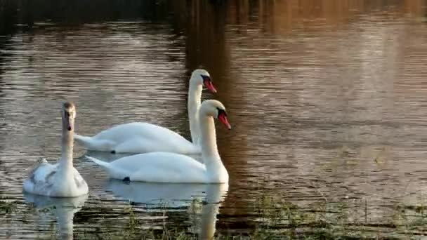 Swan swiming on river 4k — Stock Video
