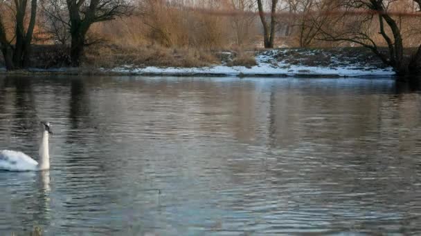 天鹅在河上游泳4k — 图库视频影像