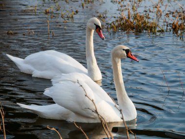 Nehirde yüzen kuğu