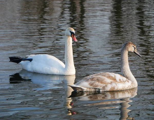 Swan nadando no rio — Fotografia de Stock