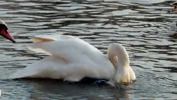 Cygne nageant sur la rivière 4k 