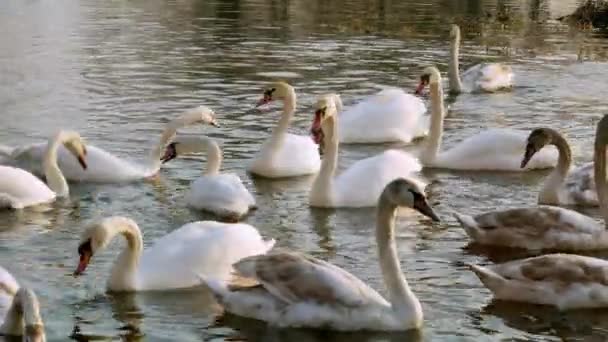 Cygne nageant sur la rivière 4k — Video