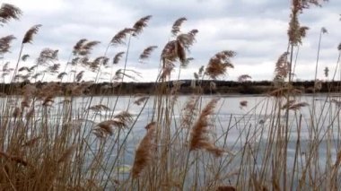 donmuş göl üzerinde sarı bulrush