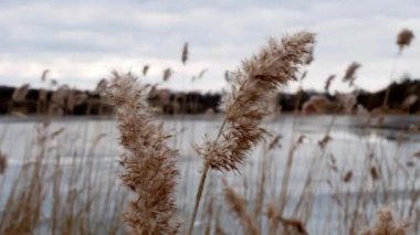 donmuş göl üzerinde sarı bulrush