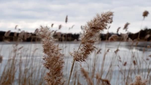 Bulrush amarillo en el lago congelado — Vídeo de stock