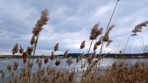 Bulrush amarillo en el lago congelado — Vídeos de Stock