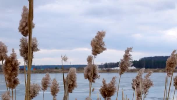 Bulrush amarillo en el lago congelado — Vídeos de Stock