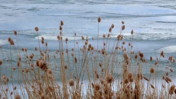 Bulrush amarelo no lago congelado — Vídeo de Stock