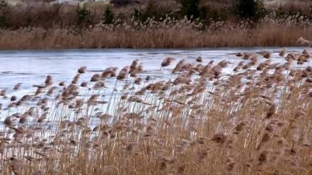 Donmuş göl üzerinde sarı bulrush — Stok video