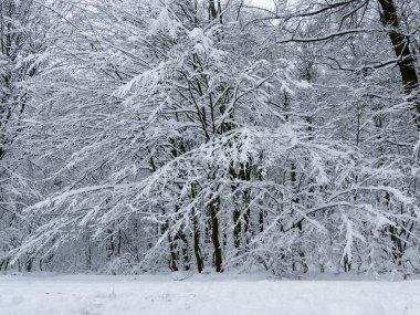 kış orman ağaçları