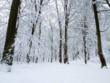 kış orman ağaçları