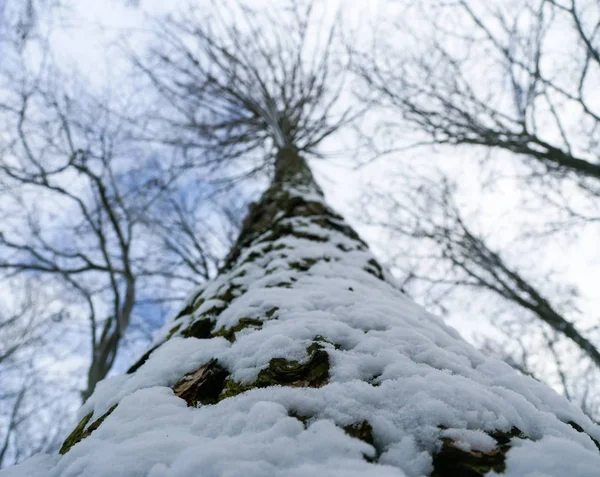 Vintern skogsträd Stockbild