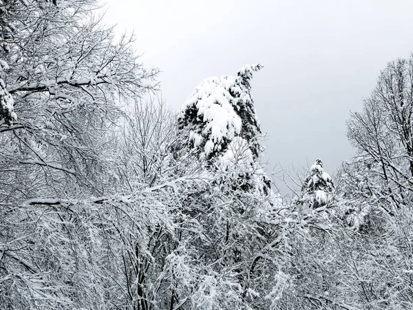 Vintern skogsträd Stockfoto