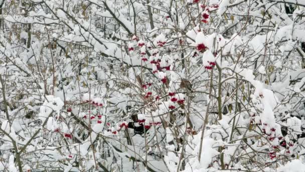 Téli guelder rose hó madarak