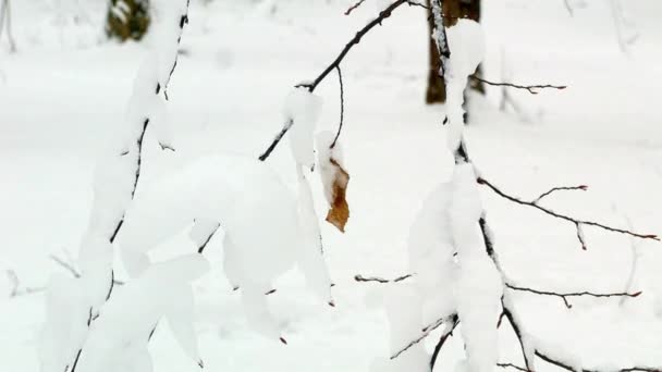 冬の雪に覆われた森の木 — ストック動画