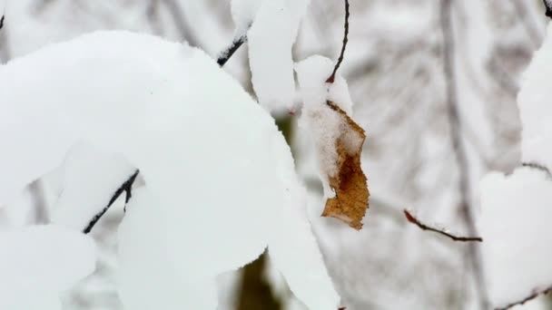 冬の雪に覆われた森の木 — ストック動画