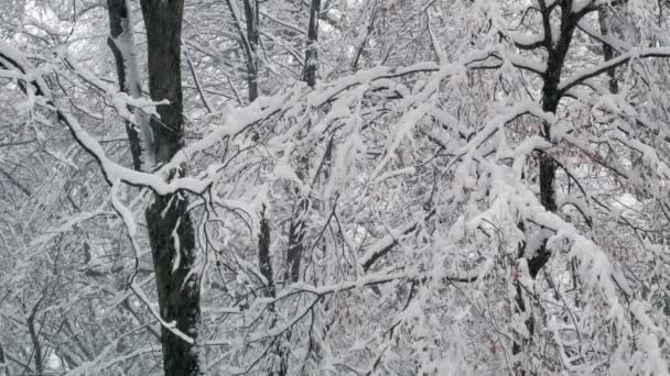 Invierno árboles de bosque nevado — Vídeos de Stock