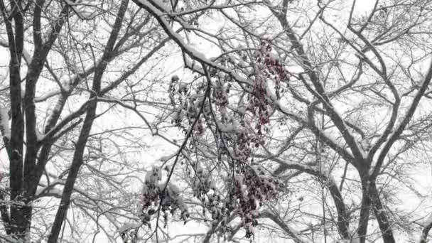 Drzewa leśne snowy zimowych — Wideo stockowe