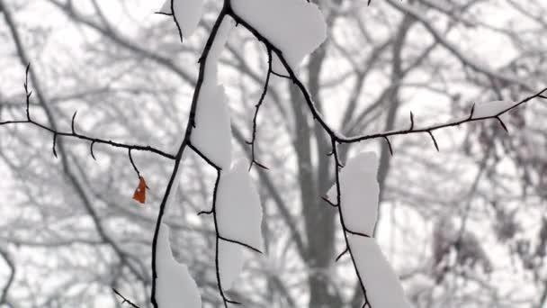 겨울 눈 덮인 숲 나무 — 비디오