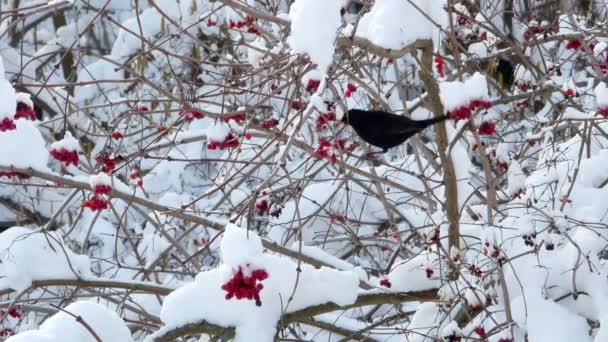 Χειμώνα χιόνι guelder τριαντάφυλλο πουλιά ψαρόνι 4k — Αρχείο Βίντεο