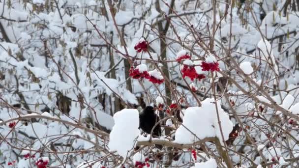 Winter guelder rose sneeuw vogels Spreeuw 4k — Stockvideo