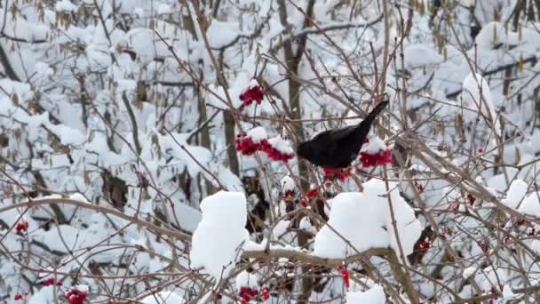 Guelder invierno rosa nieve aves estornino 4k — Vídeo de stock