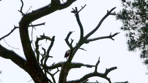 Pájaro carpintero con plumas de colores sentado en un árbol en el bosque de invierno 4k — Vídeo de stock