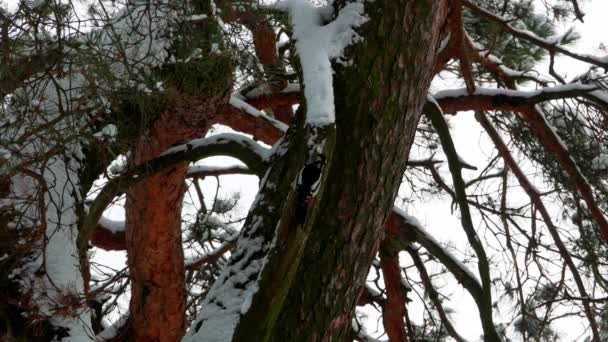 Specht met kleurrijke veren zittend op een boom in de winter forest 4k — Stockvideo
