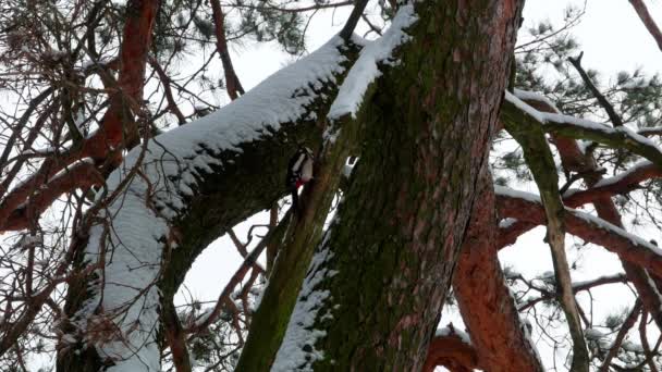 Pájaro carpintero con plumas de colores sentado en un árbol en el bosque de invierno 4k — Vídeos de Stock