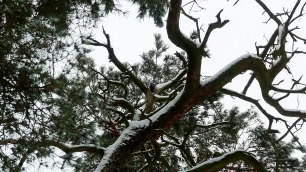 Datel s barevné peří, sedí na stromě v zimním lese 4k — Stock video