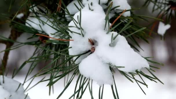 Invierno bosque árbol pino nieve 4k — Vídeo de stock