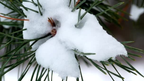 Hiver forêt arbre pin neige 4k — Video