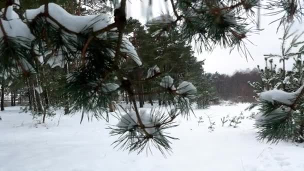 Inverno floresta árvore pinho neve 4k — Vídeo de Stock