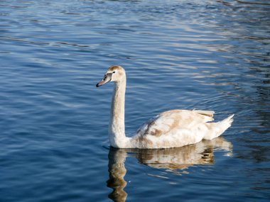 Nehirde yüzen kuğu