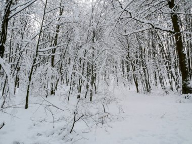 kış orman ağaçları