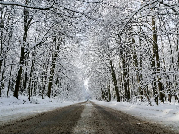 Vintern skogsträd — Stockfoto