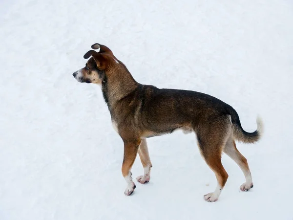 güzel görünümlü köpek kar kış sahne