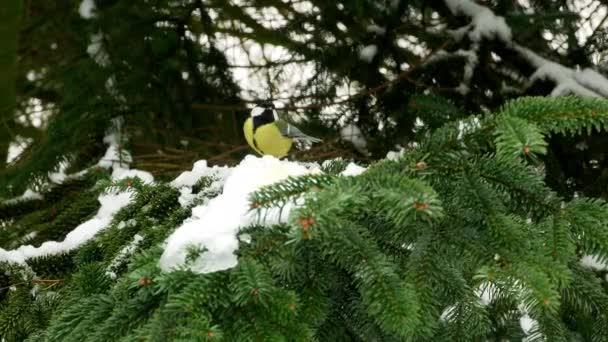 Ptak na sosna drzewo zima wielkie cycki Parus głównych 4k — Wideo stockowe
