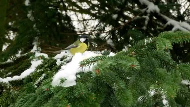 Ptak na sosna drzewo zima wielkie cycki Parus głównych 4k — Wideo stockowe