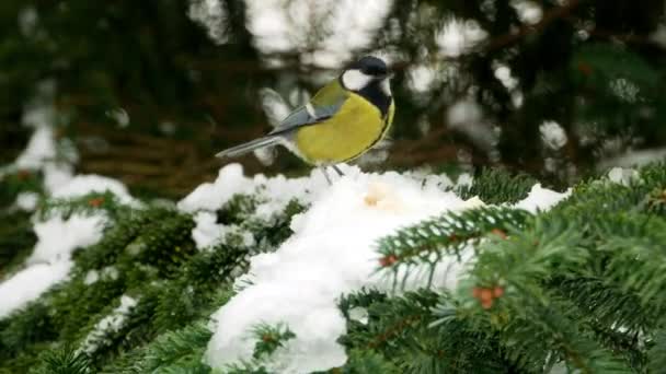 Bird on pine tree winter Great Tit Parus major 4k — Stock Video