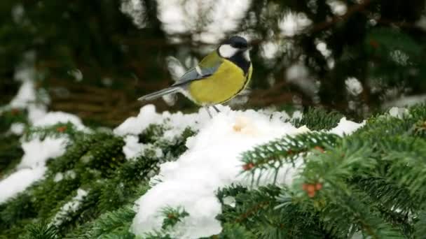 Bird on pine tree winter Great Tit Parus major 4k — Αρχείο Βίντεο